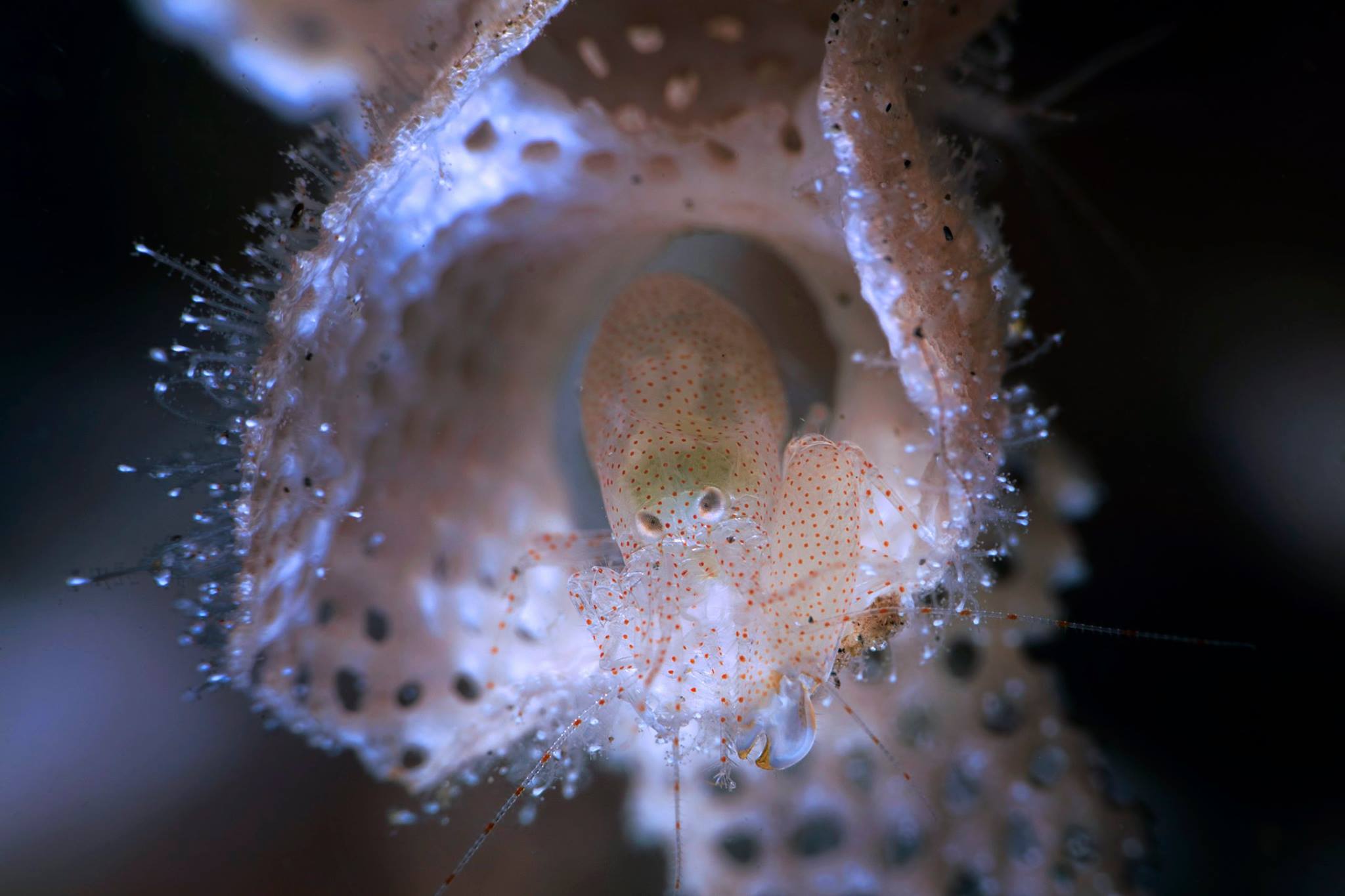 36376823_1966677426697898_6847656450970353664_o